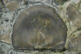 Fossil Brachiopod and Bryozoan Plate - Indiana #270476-3